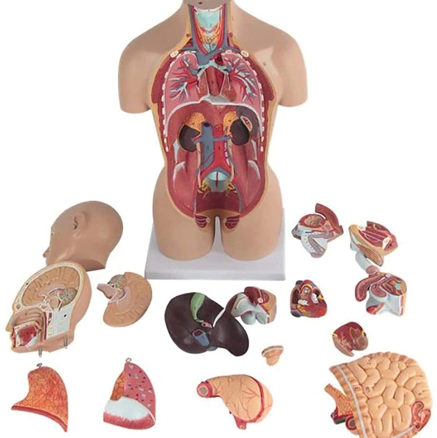 Amazon.co.jp: 人間の胴体モデル50Cm体の解剖学モデル16パーツ取り外し